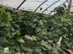 -马陆小张葡萄园农家乐