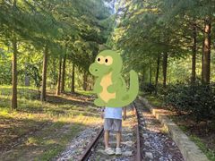 -合肥滨湖国家森林公园