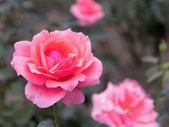 -上海滨江森林公园