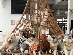 -星多哈·狗咖·拼豆·咖啡