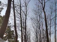 -合肥滨湖国家森林公园