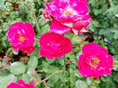 -世纪公园-世纪春沁园