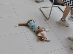 -怪兽屋·羊驼·猫咖·狗咖(俊华广场店)