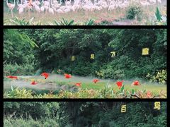 -广州长隆飞鸟乐园