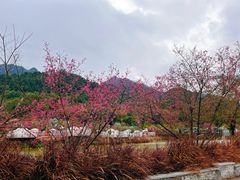 -南丹山森林王国