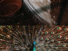-曼听御花园
