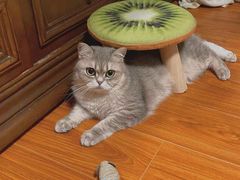 -东方名猫馆·英短金渐层布偶猫舍(环线广场1号楼店)