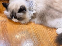 -藏猫猫咖啡主题馆(中央大道店)