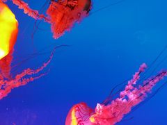 -太平洋海底世界