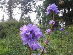 -丹东天桥沟景区