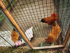 -前小桔亲子创意农场·草莓采摘·露营烧烤