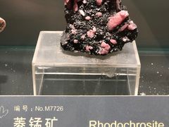 -中国地质博物馆