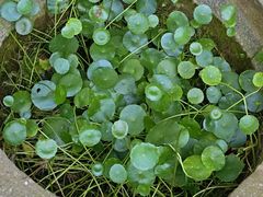 -龙井壹号·茶缘山景宴(龙井村店)