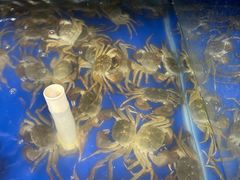-阳澄湖大闸蟹·琼灵阁牌品牌连锁(吴中总店)