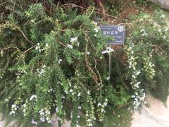 -东莞植物园