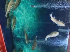 -肆月河豚·新淮扬(金融街店)