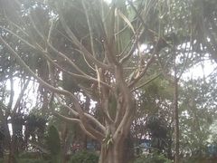 -瑞丽独树成林风景区