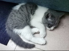-lincat·猫舍(广州店)