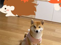 -瑞派·关忠动物医院·异宠专科·犬猫肿瘤·皮肤专科(望京店)