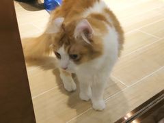 -momokira米努特·德文卷毛猫·棉花面纱犬