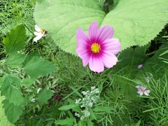 -洛阳白云山景区