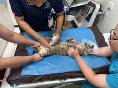 -美联众合动物医院·24h京西诊疗中心
