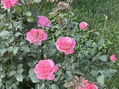 -张掖大佛寺景区