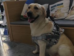 -pd派德宠物中心医院24H急重症·眼科中心·血液透析中心(嵩山北路店)