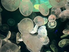 -日照灯塔风景区