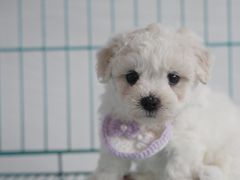 -翊宠yipet猫狗购宠庄园犬舍•猫舍