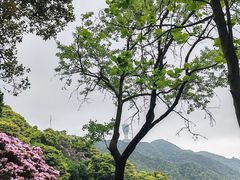 -梧桐山风景名胜区