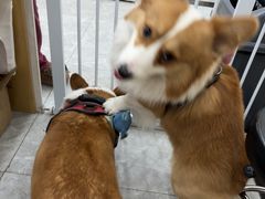 -艾贝尔宠物医院·宠保定点·超声绝育·免疫点(樱花路店)