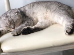 -喵的天空名猫咖啡馆·撸猫·猫舍·用品