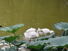 -丰台花园