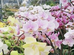 -中环花鸟鱼虫市场
