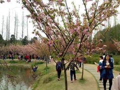 -三圣花乡旅游区