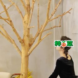 点击看大图 -芳香乐府SPA·五行芳疗