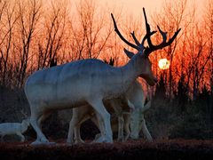 -盐城丹顶鹤湿地生态旅游区