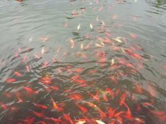 -普陀山风景名胜区-千步大沙