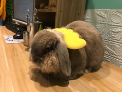 -雨林宠物医院 非犬猫异宠专科