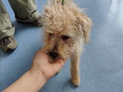 -博特宠物医院24h犬猫全科.骨科·异宠