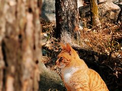 -崂山巨峰游览区