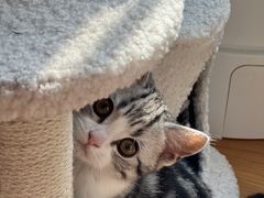 -创凡宠物医院·骨专科  猫科中心(西乡分院)