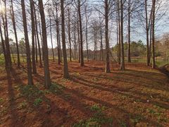 -上海海湾国家森林公园