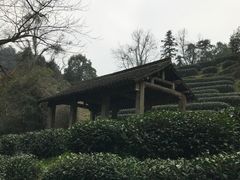 -龙井村