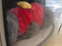 -艾贝尔宠物医院 ·中兽医·宠保定点(北门桥店)