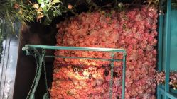 点击看大图 -金棕榈