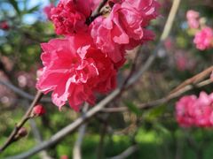 -南汇桃花村