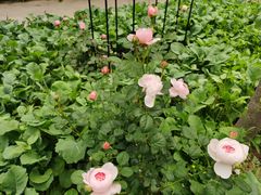 -首开·常青藤二期