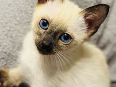 -欣宠猫屋·矮脚拿破仑·蓝金金渐层